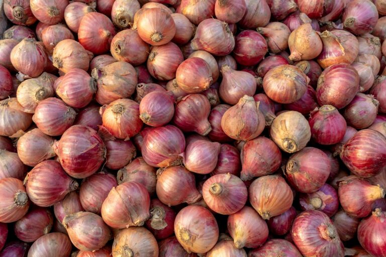 onions in close up photography